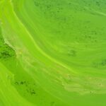 Photo green color