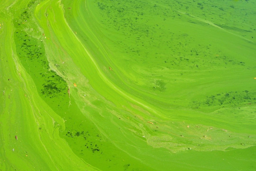 Photo green color